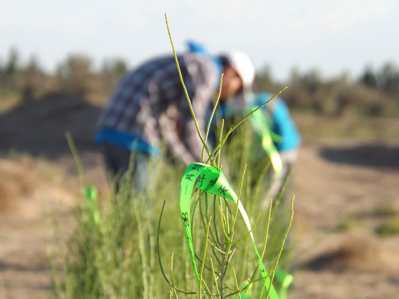 7��14�����磬��ҁ��������֌���ٛ(z��ng)�ߵľG�z��ϵ��������������ͽz����ꖹ����ҫ���W���Gɫ�Ĺ�â��