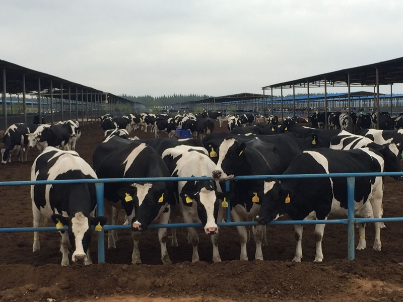 ���w��ɳĮ�ｨ�O(sh��)����ţ����