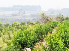 �������ܵ��l(xi��ng)�����ǰ���ӷ��s����������ؚ�F����С����ͨ�^���������(y��u)���Ľ�(j��ng)��(j��)��������׃��ؚ�F��ò������̽۴��S������ɵ��r(n��ng)��@�����S������롭