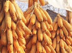 �Ŵ���������֮����