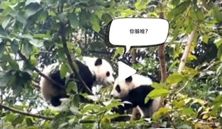 �L�L��̫�ɐ�����С��ȫ�̡���ĸЦ����