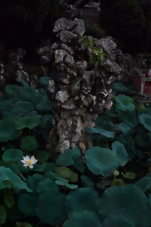 盧廉若公園的假山石。人民網 唐佳 攝