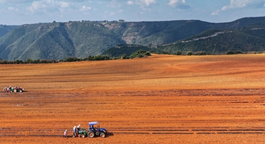 云南陸良：播種小春馬鈴薯