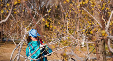 冬日濟(jì)南臘梅飄香