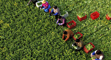 安徽利辛：採收菜薹