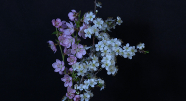 把春天拍給你看！延時看桃李漸次綻放